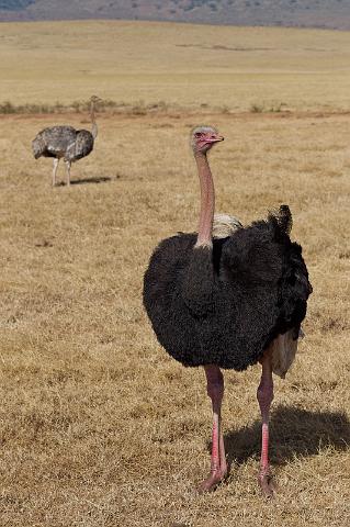 119 Tanzania, Ngorongoro Krater, struisvogel.jpg